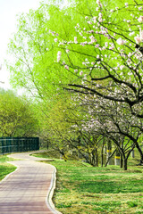 China Beijing Summer Palace misty lake and tree view