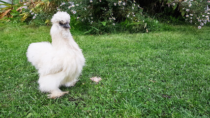 a chicken of the Chinese silk aboriginal breed of white color walks on the green grass in summer. decorative interesting bird in the garden.
