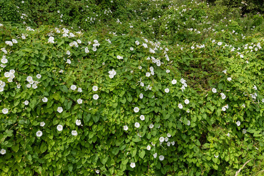 Hedge bindweed (calystegia sepium) flowers