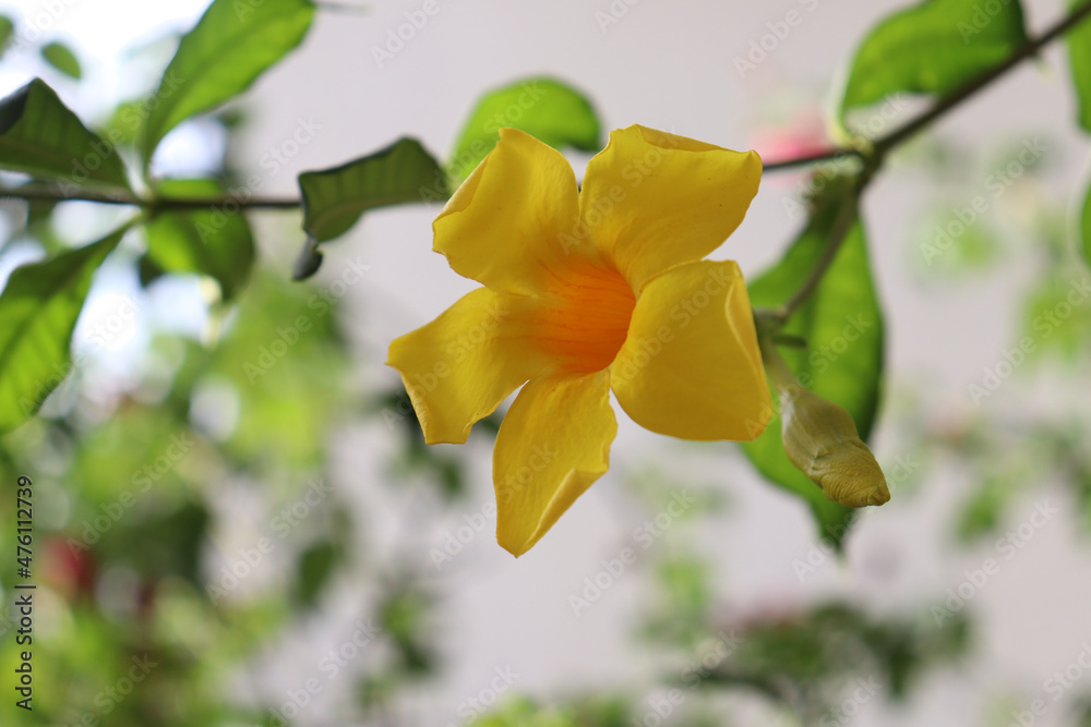 Poster Shallow focus of an allamanda terry yellow flower on a twig in the garden with a blurred background