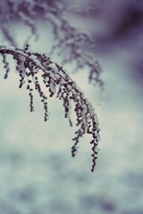 Winter bokeh image, background with wild plants snow and frost, selective focus.