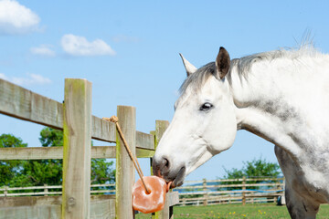 Close up shot of grey horse enjoying a salt lick which is tied to the fence in its field, the salt...