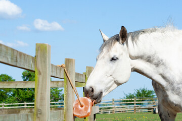 Close up shot of grey horse enjoying a salt lick which is tied to the fence in its field, the salt minerals and vitamins ensure animals stay healthy and fit.