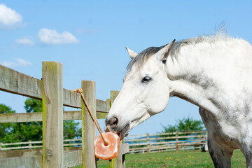 Close up shot of grey horse licking a mineral lick which is tied to the fence in his field, the...