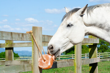 Close up shot of horse licking a salt lick on a summers day , salt and other minerals are very important for a healthy horse.
