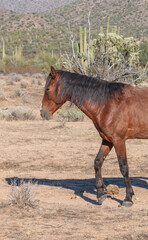Wild Horse in the Arizona Desert