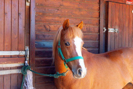 Close up shot of beautiful chestnut pony tied up on stable yard on summers day.
