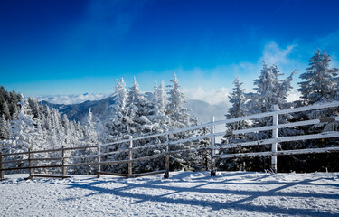 snow covered trees