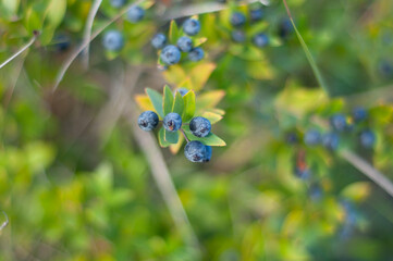 Pepper berry bush close up. Autumn landscape photography