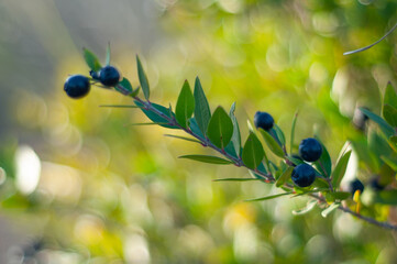 Pepper berry bush close up. Autumn landscape photography