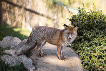 Red wild Iberian fox quiet on a green forest background on a rock