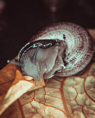 snail crawling on a light bulb.
warm colors