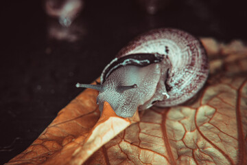 snail crawling on a light bulb.
warm colors