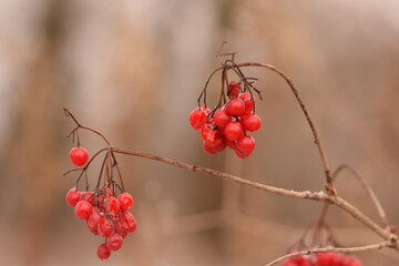 Viburnum fruits on branch in winter, guelder rose winter fruits horizontal image.