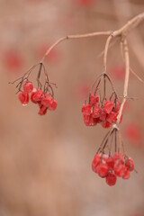 Viburnum fruits on branch in winter, guelder rose winter fruits, vetical selective focus image of fruits in winter.