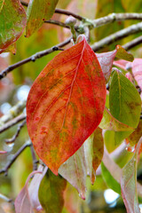 Obraz premium Dogwood Autumn Leaf 02