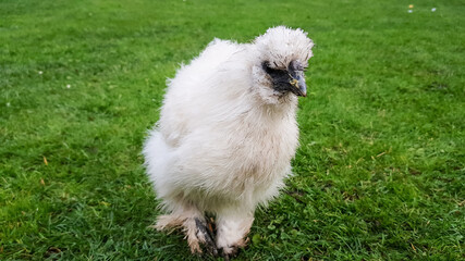 a chicken of the Chinese silk aboriginal breed of white color walks on the green grass in summer. decorative bird in the farm
