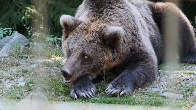 Brown bear lies in the wild forest on a summer day, close-up. Wild Carpathian bear living in Wood in the natural environment. Imprisoned huge bear inside zoo reserve. 4K