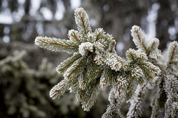 Frozen Christmas tree