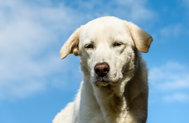 Portrait of young white dog against blue sky.
