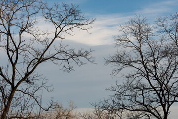 Fototapeta na wymiar trees in the sky