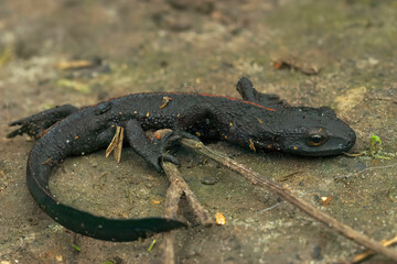 Closeup on an adult thin and starved black Chinese warty newt, Paramesotriton chinensis found in the pet-trade