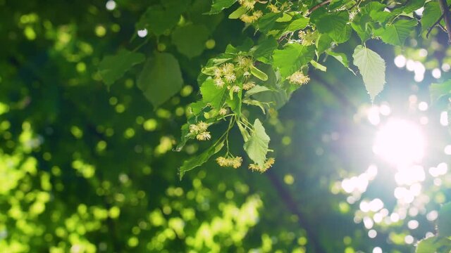 Close-up view 4k stock video footage of blooming with fresh yellow flowers linden tree isolated on sunny sky background with sparkling sunshine though leaves