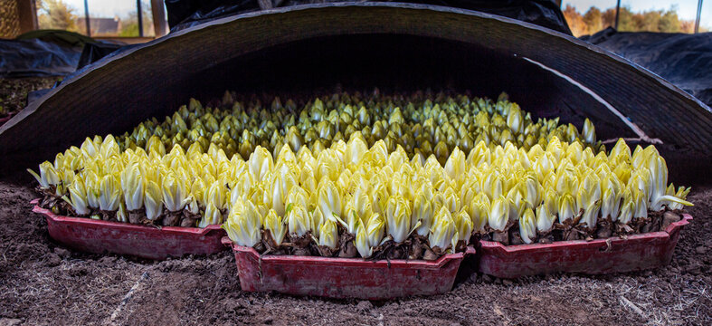Endives de pleine terre pr&ecirc;tes &agrave; &ecirc;tre cueillies
