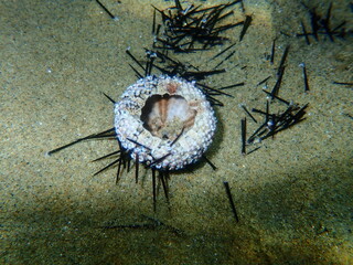 Test (shell) of Black sea urchin (Arbacia lixula) undersea, Aegean Sea, Greece, Halkidiki
