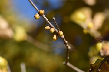 Winter sweet flowers. Calycanthaceae deciduous shrub. The flowering season is from December to February. 