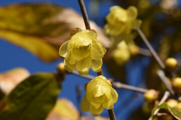 Winter sweet flowers. Calycanthaceae deciduous shrub. The flowering season is from December to February. 