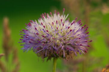 Purple allium flower in a field