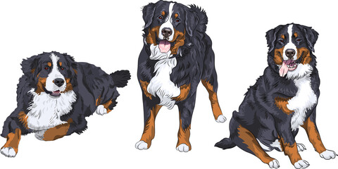 Set of three dogs breed Bernese mountain dog standing, sitting and lying