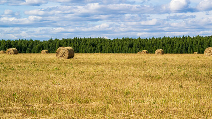 a field with straw bales