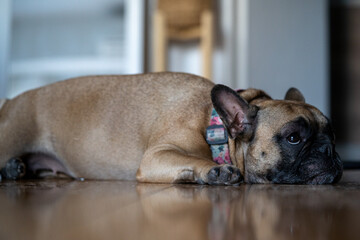 Closeup shot of a cute brown French bulldog lying on the floor