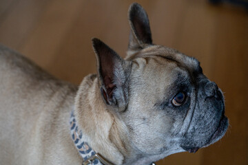 Close-up shot van een schattige bruine Franse bulldog
