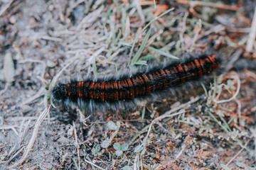 Closeup shot of a centipede