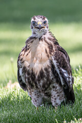 Young Red Tailed Hawk sitting the the ground staring at camera