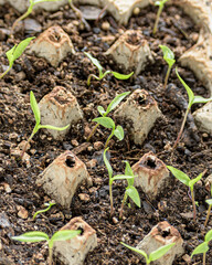 Green Tomato Seedlings Sprouting in an Egg Carton