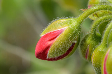 Closeup of red geranium bud pelargonium