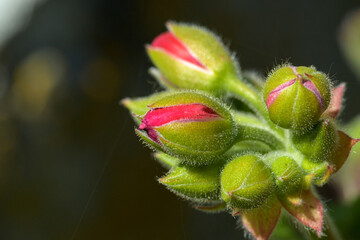 Red geranium pelargonium buds closeup