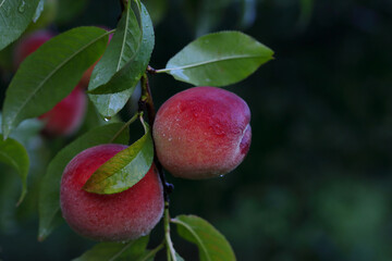 Peach growing on a tree in the summer. Natural fruit. Peaches on  tree branches. Delicious and healthy organic nutrition. Beautiful garden with ripened nectarines.Healthy eating. Vegetarianism. Vegan