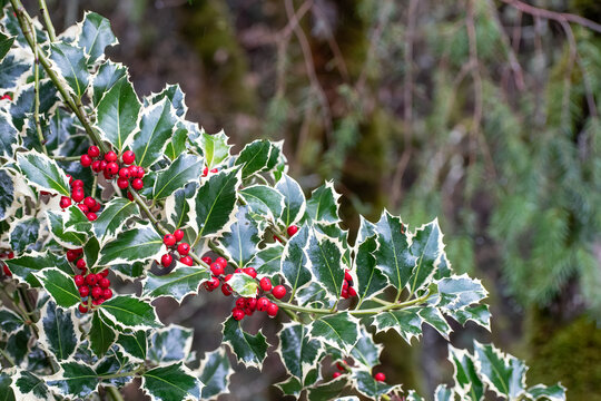 Holly Bush leaves with a cluster of red berries.