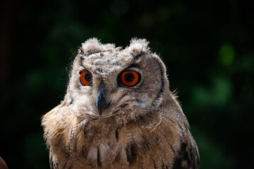 Portrait of a beautiful owl with red eyes - obrazy, fototapety, plakaty