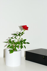 Red rose in a white pot on the table against white background