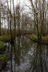 Fototapeta na wymiar Swamp with bare tree reflections in a Flemish nature reserve