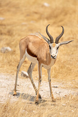 Naklejka na ściany i meble Wild African animals. Young springbox in Etosha National Park. Namibia