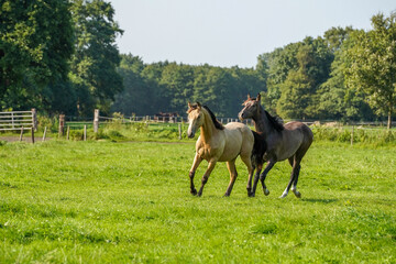 Close-up shot of beautiful Kwpn 2 horse Dutch, field stallion, 1.5 years old in autumn