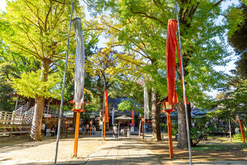 central walk path and main shrine surrounded by autumn trees in shinto shrine