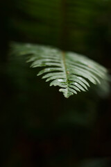 green fern on black background